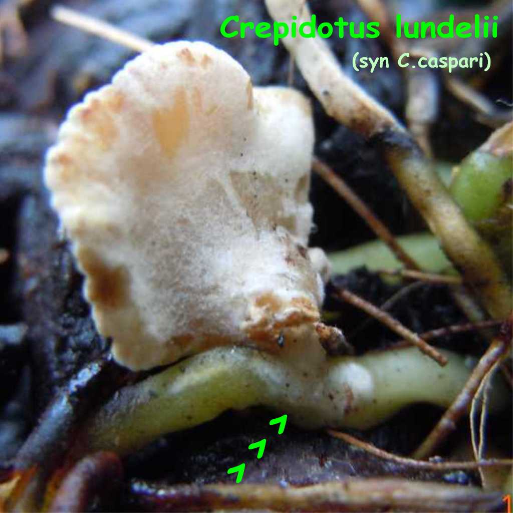 In un vaso di fiore... Quiz